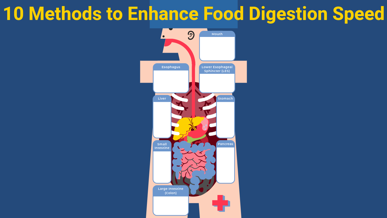 10 Methods to Enhance Food Digestion Speed
